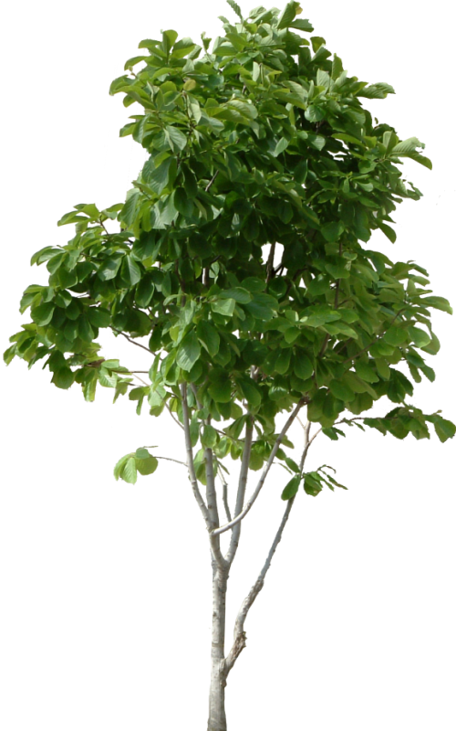 Transparent PNG texture image of a tree